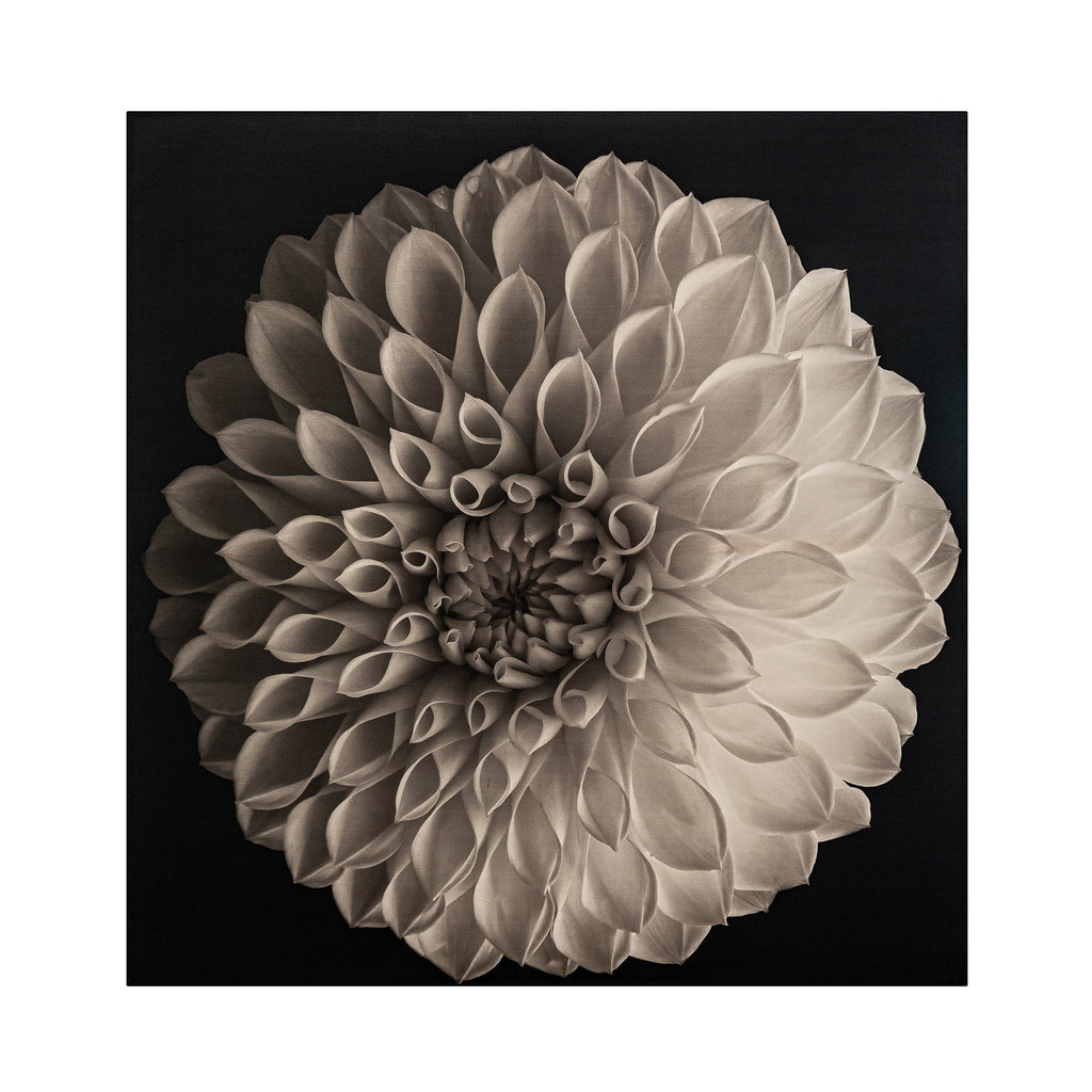 Grosses Leinwandbild mit einem weissen Blumenmotiv - Maison OudhGrosser imposanter Leinwanddruck: Weiße Dahlie auf Schwarzem Hintergrund 